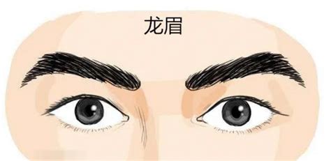 龍眉男|龍眉、虎眉和獅眉有什麼不同